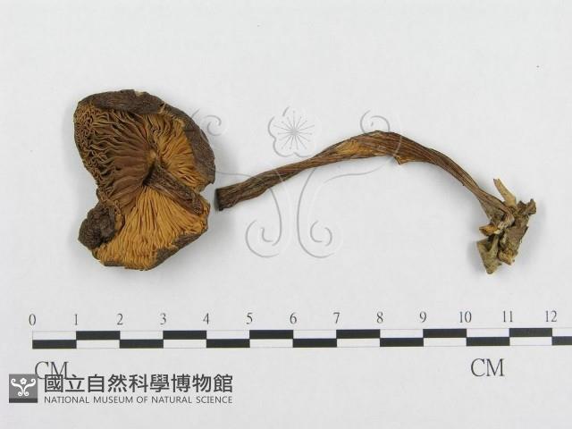 登錄號:F0017718藏品圖，第1張