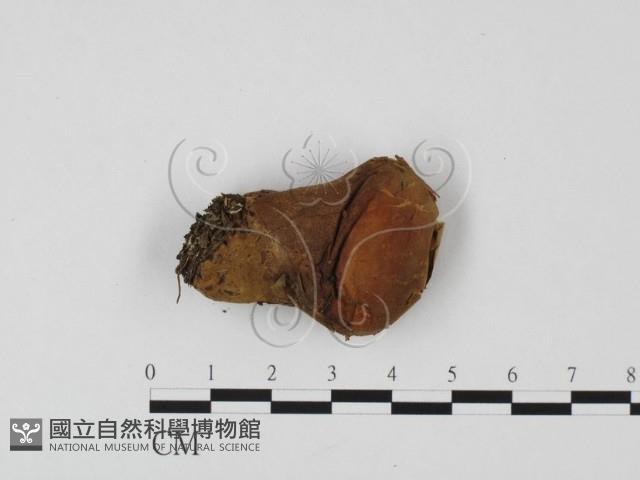 登錄號:F0025718藏品圖，第1張