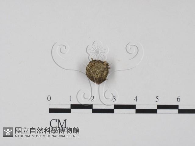 登錄號:F0005718藏品圖，第1張