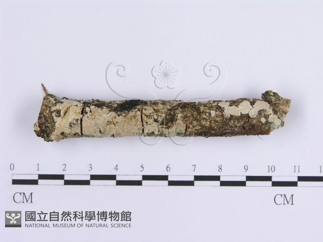 登錄號:F0015718藏品圖，第1張