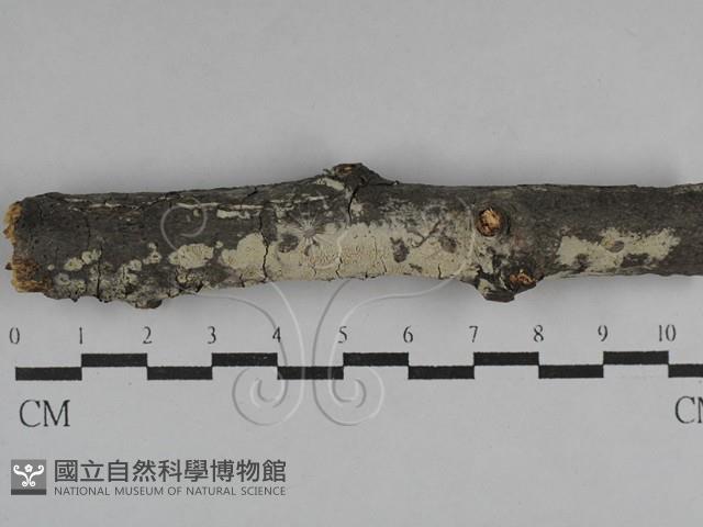 絲齒菌屬藏品圖，第1張