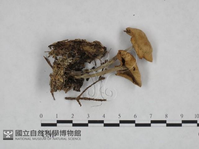 登錄號:F0023718藏品圖，第1張