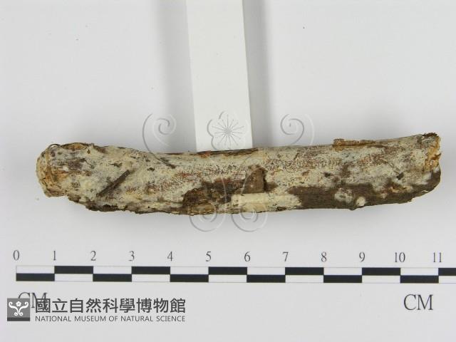 登錄號:F0013718藏品圖，第1張