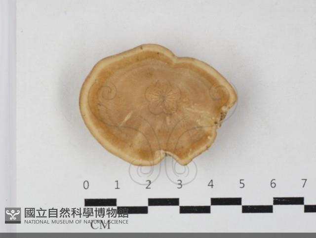 登錄號:F0033718藏品圖，第1張