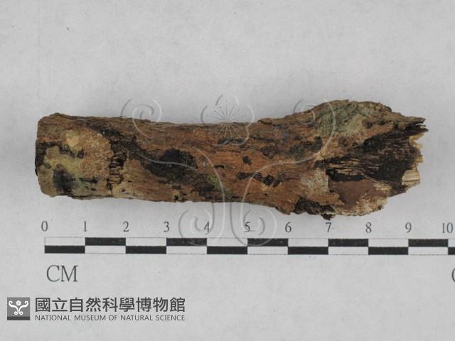 登錄號:F0028518藏品圖，第1張