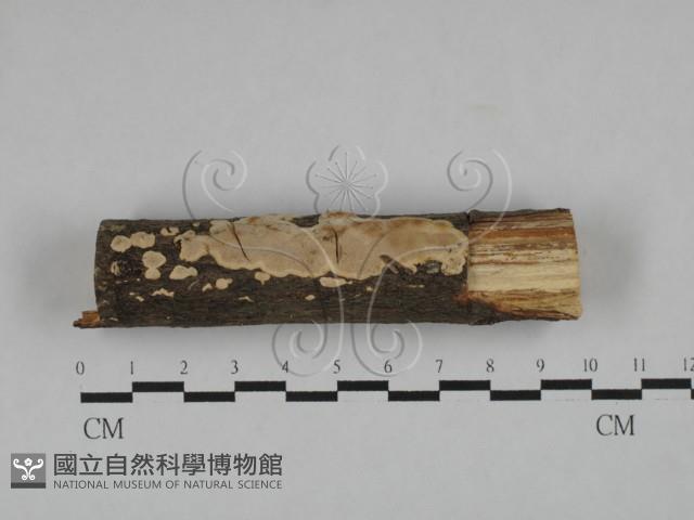 登錄號:F0020518藏品圖，第1張