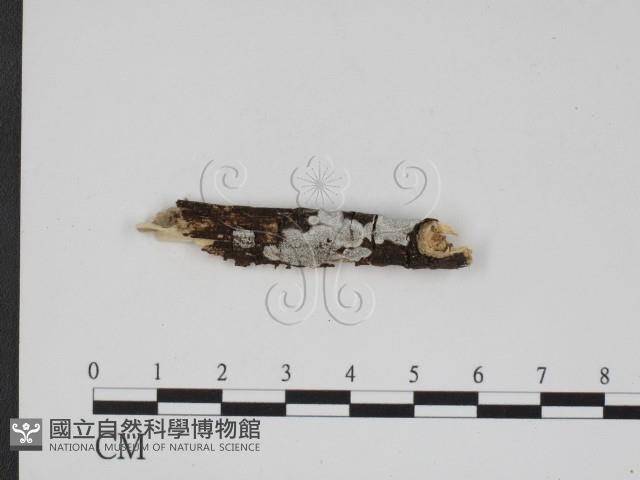 登錄號:F0000518藏品圖，第1張
