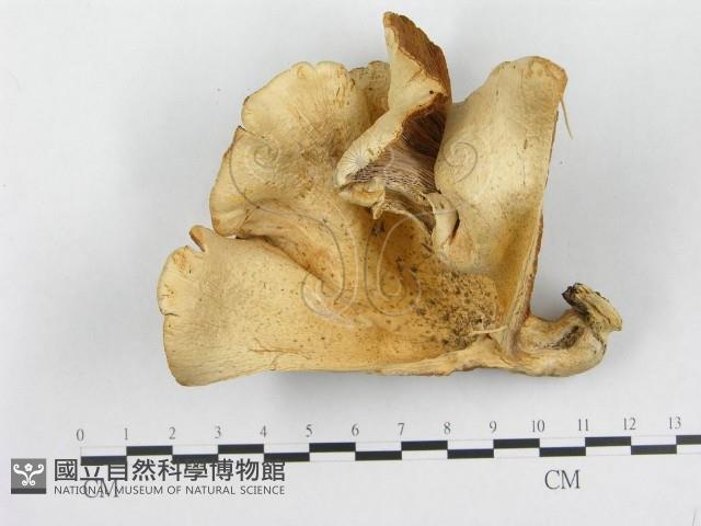多孔菌屬藏品圖，第1張