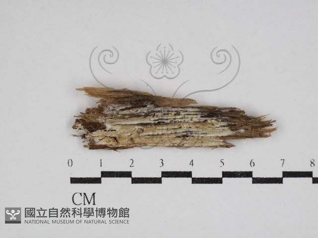 傑克菌屬藏品圖，第1張