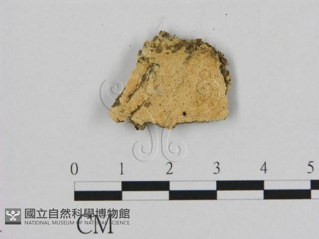 登錄號:F0006518藏品圖，第1張