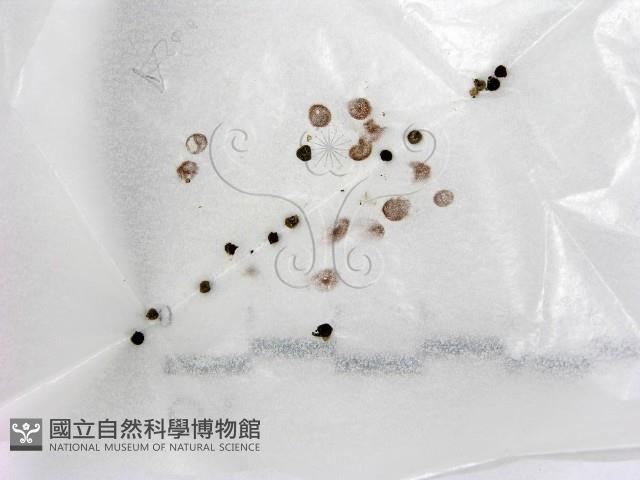 登錄號:F0016518藏品圖，第1張