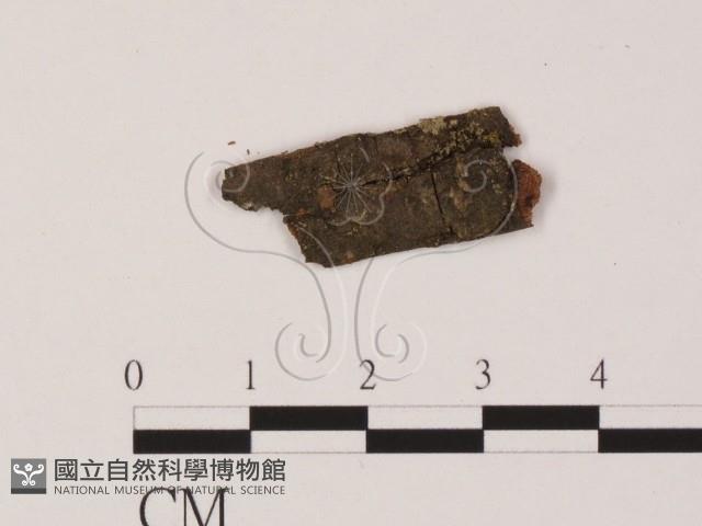 登錄號:F0011518藏品圖，第1張
