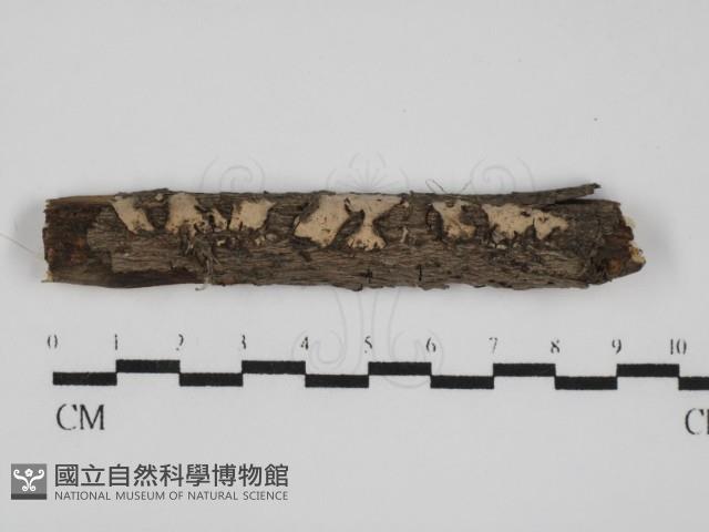 筍殼菌屬藏品圖，第1張