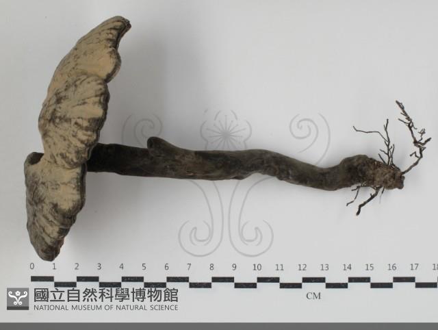 登錄號:F0034518藏品圖，第1張