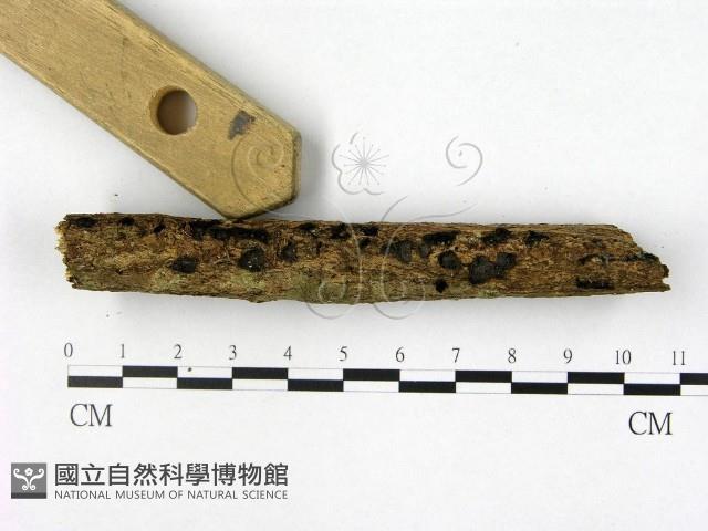 登錄號:F0022518藏品圖，第1張