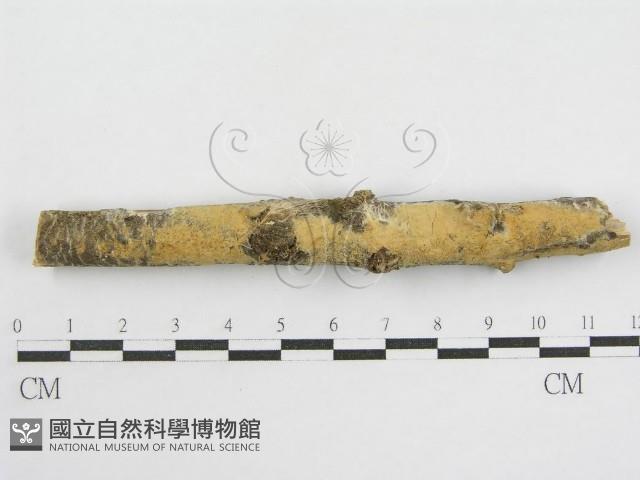 登錄號:F0002518藏品圖，第1張