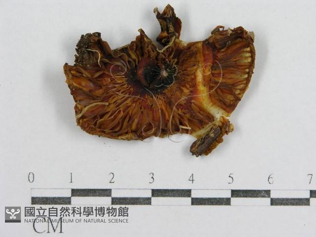 紅菇屬藏品圖，第1張