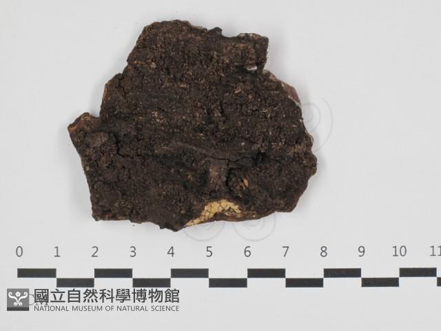 刺革菌屬藏品圖，第1張