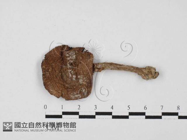 登錄號:F0027518藏品圖，第1張