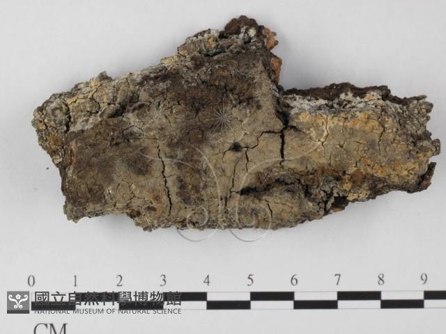 登錄號:F0025518藏品圖，第1張