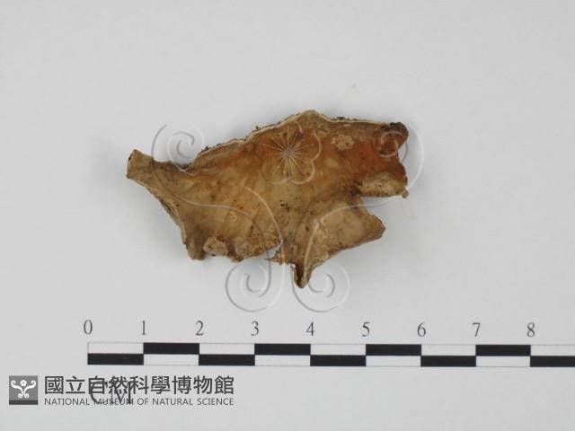 韌革菌屬藏品圖，第1張