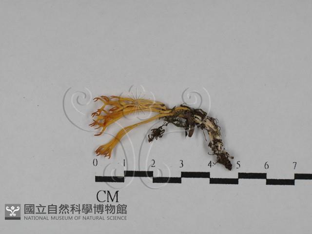 登錄號:F0029518藏品圖，第1張