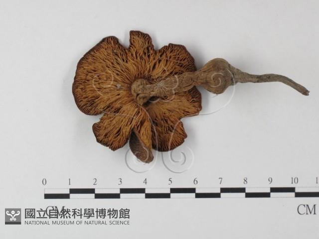 登錄號:F0023518藏品圖，第1張