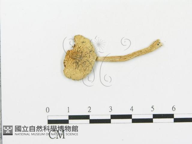 登錄號:F0003518藏品圖，第1張