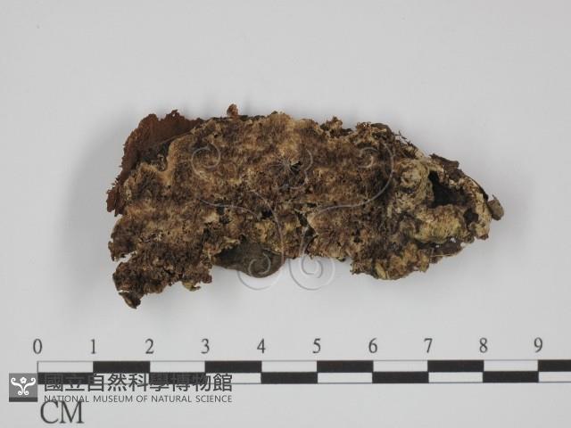 附毛菌屬藏品圖，第1張