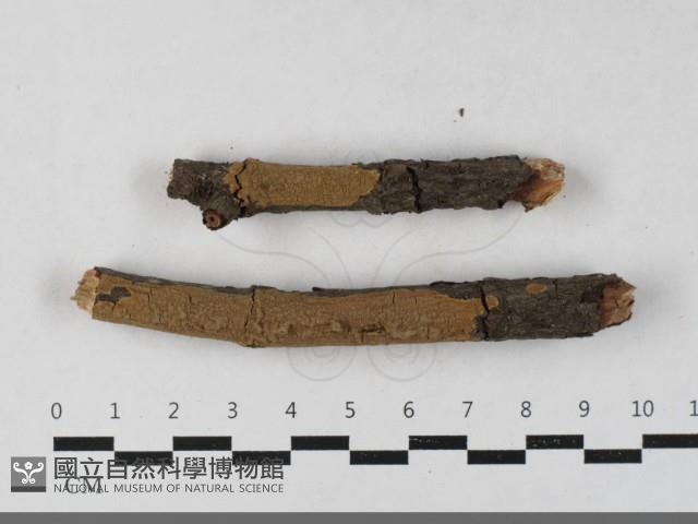 刺革菌屬藏品圖，第1張