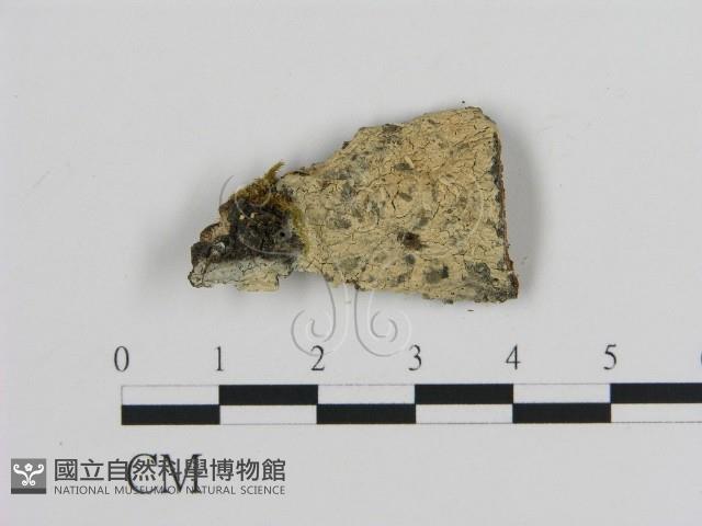 絲皮菌屬藏品圖，第1張