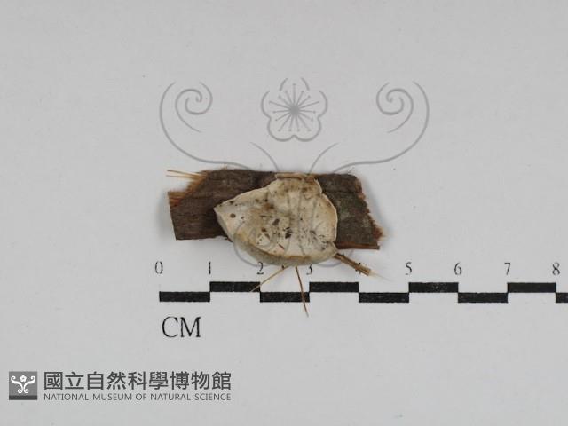 登錄號:F0031118藏品圖，第1張