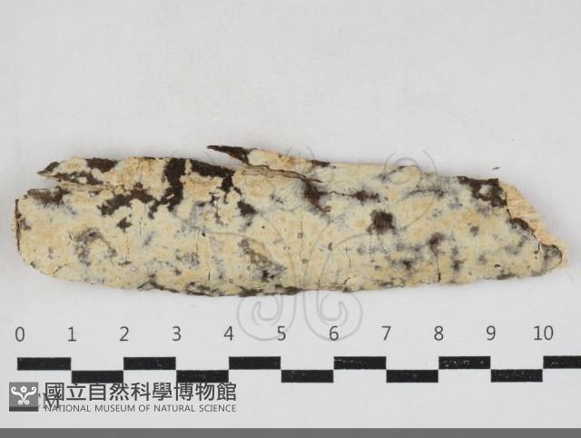 登錄號:F0034118藏品圖，第1張