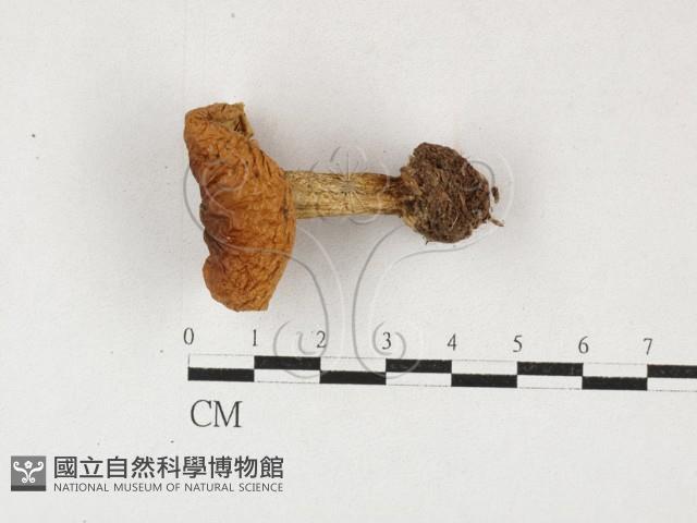 登錄號:F0027118藏品圖，第1張