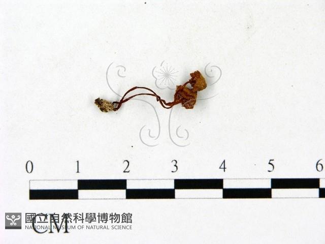 登錄號:F0023118藏品圖，第1張