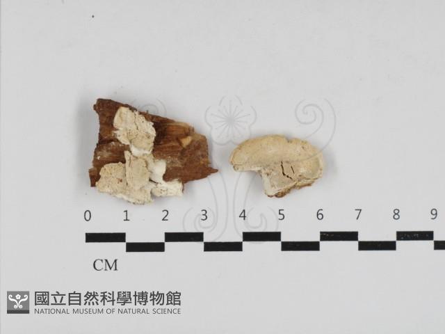 寡孔菌屬藏品圖，第1張