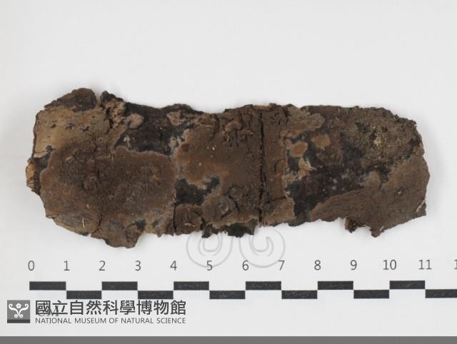 登錄號:F0034018藏品圖，第1張