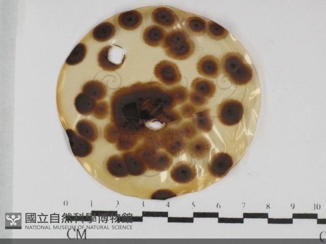 登錄號:F0032018藏品圖，第1張