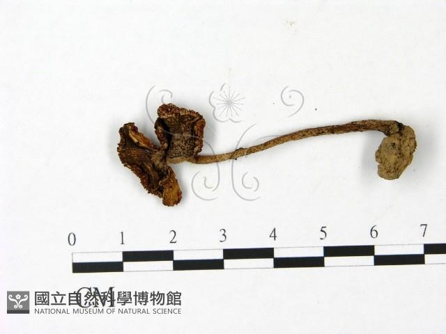 鵝膏屬藏品圖，第1張