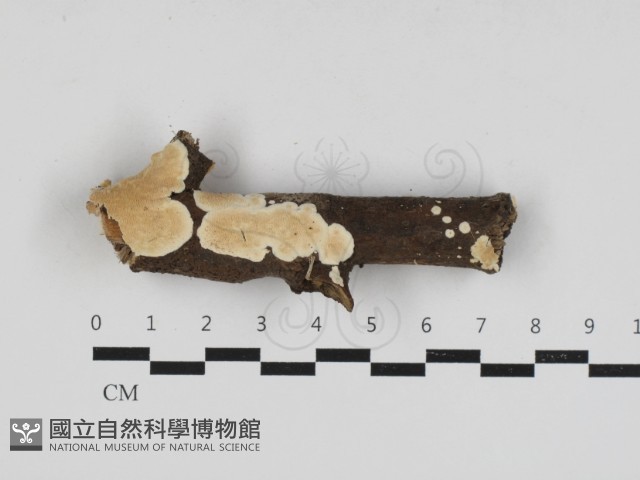 登錄號:F0033018藏品圖，第1張
