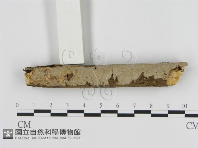 刺皮菌屬藏品圖，第1張