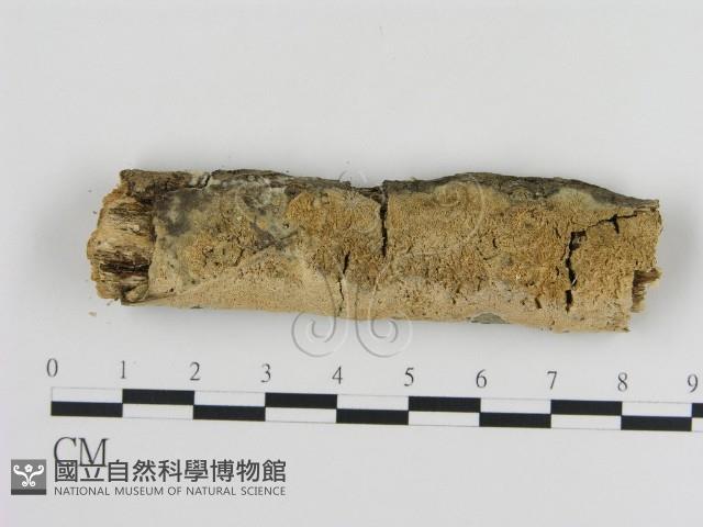 登錄號:F0010318藏品圖，第1張