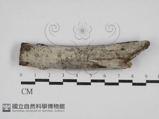 剛毛絲皮菌藏品圖，第1張