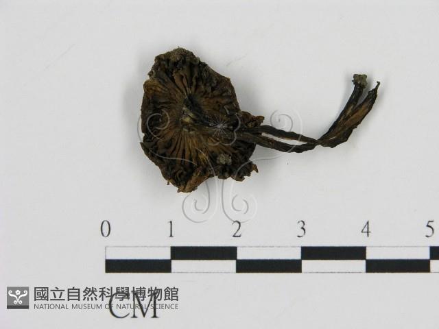 登錄號:F0016318藏品圖，第1張