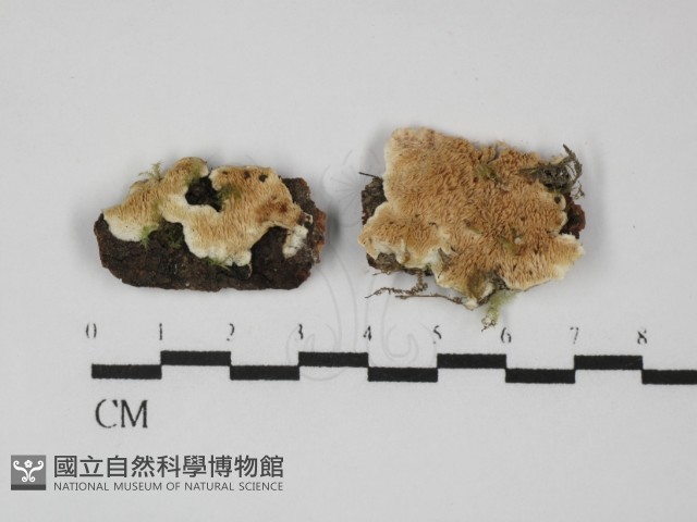 齒耳菌屬藏品圖，第1張