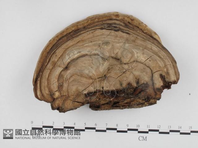 登錄號:F0024318藏品圖，第1張