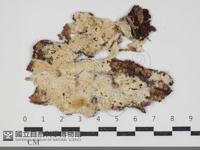 登錄號:F0034318藏品圖，第1張