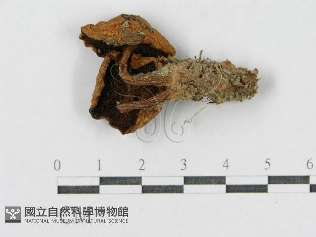 登錄號:F0002318藏品圖，第1張