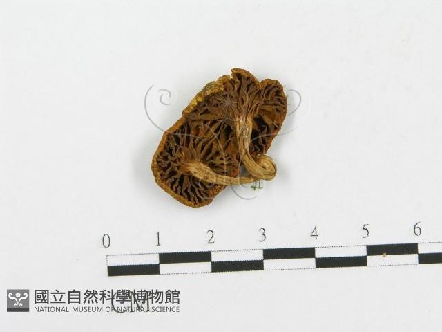 登錄號:F0012318藏品圖，第1張