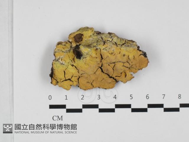 登錄號:F0032318藏品圖，第1張